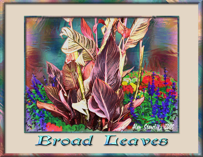 Broad Leaves