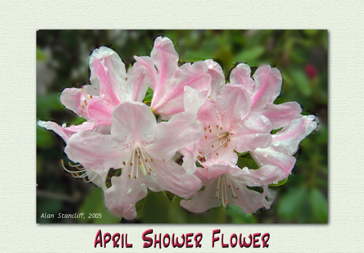 april_shower_flower